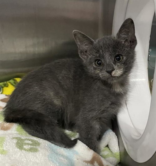 Gopher, Domestic Medium Hair (medium coat)