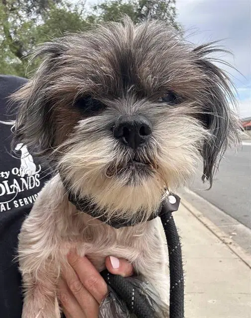 Tony - Shih Tzu