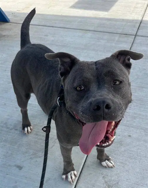Jewel - Staffordshire Bull Terrier