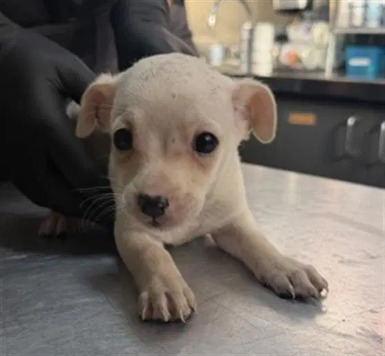 Dill - Chihuahua