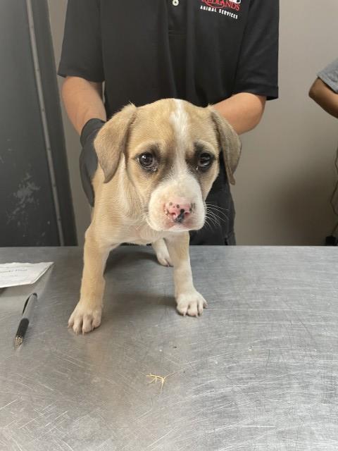 SPOTTIE - PENDING ADOPTION