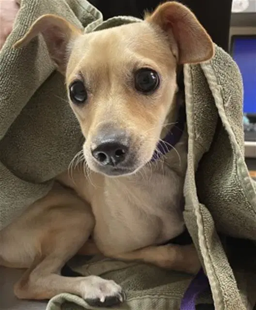 Stu - Chihuahua