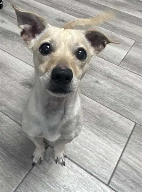Stu - Chihuahua
