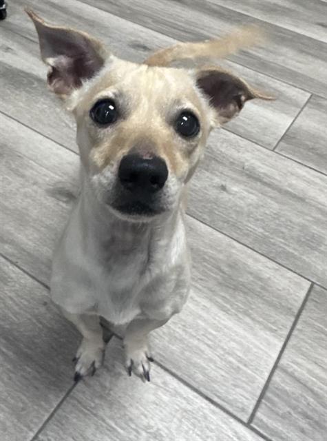 Stu, Chihuahua (medium coat)