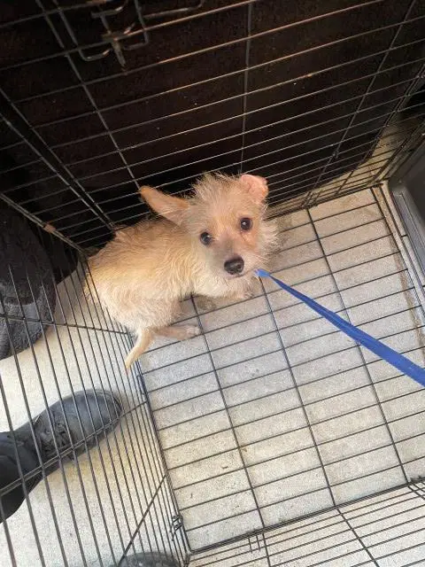 Dede - Chihuahua