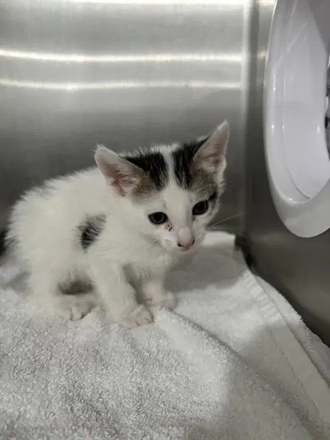 Curry - Domestic Short Hair