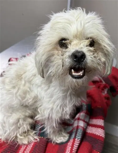 Cameron - Maltese