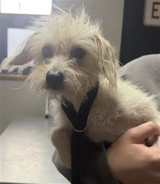 Sissy - Terrier