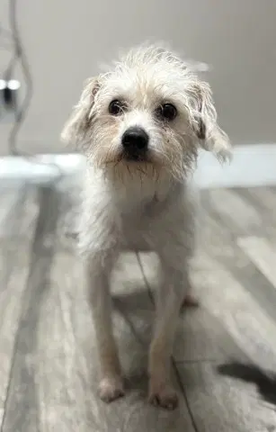 Sissy - Terrier