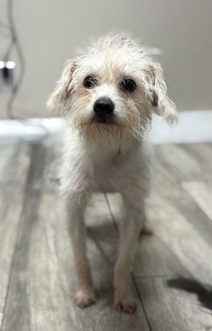 Sissy, Terrier / Mixed (medium coat)