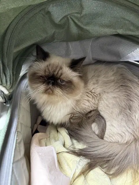 Penny - Persian