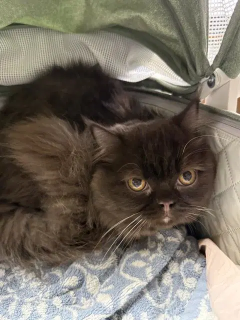 Frankenstein - Persian