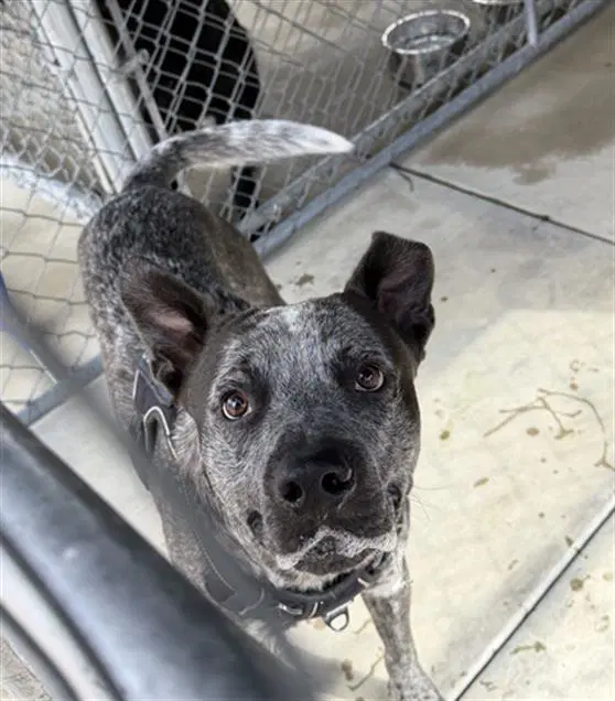Bingo - Australian Cattle Dog/Blue Heeler