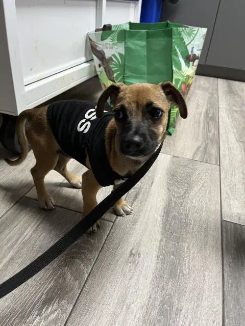 Karen - Chihuahua