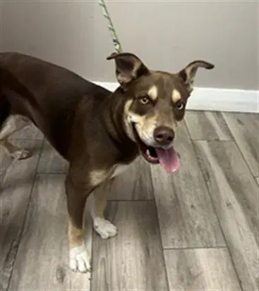 Toad - Siberian Husky