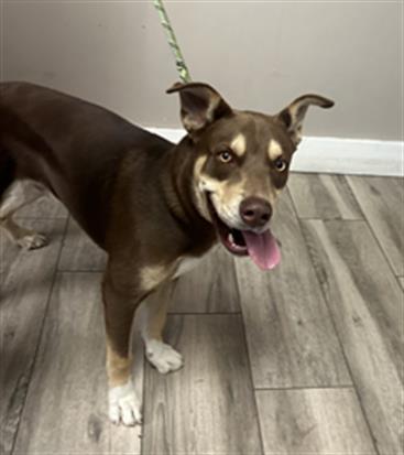 Toad, Siberian Husky / Doberman Pinscher / Mixed (medium coat)
