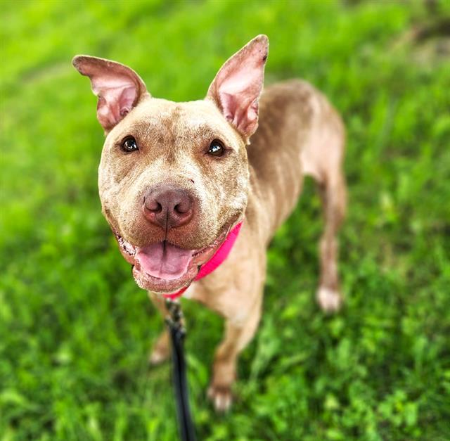 adoptable Dog in Minneapolis, MN named *LIL BIT