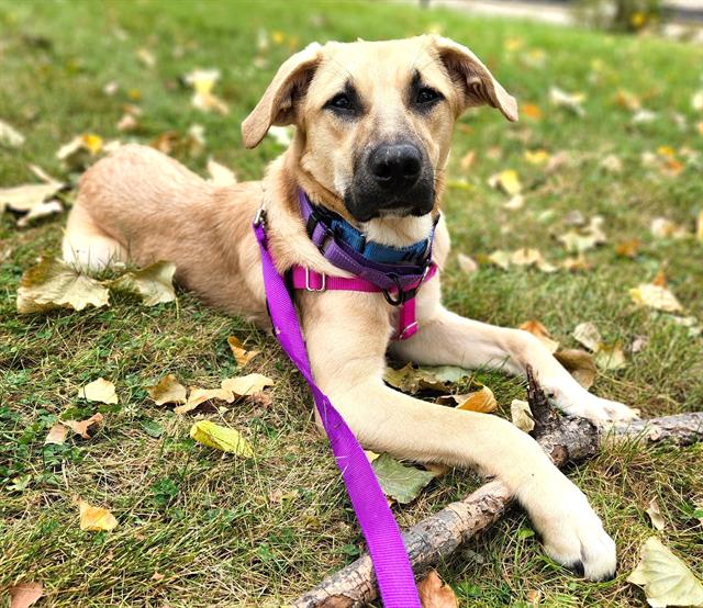 adoptable Dog in Minneapolis, MN named *CLEO