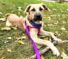 adoptable Dog in Minneapolis, MN named *CLEO