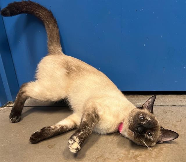 adoptable Cat in Minneapolis, MN named *WISTERIA