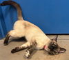 adoptable Cat in , MN named *WISTERIA