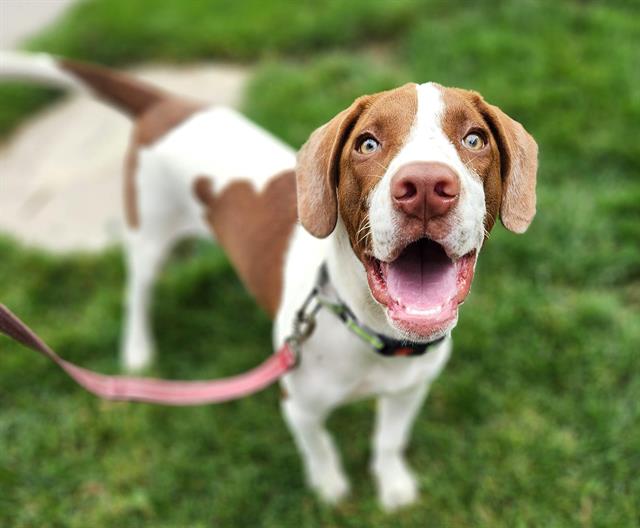 adoptable Dog in Minneapolis, MN named RITCHIE