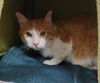 adoptable Cat in minneapolis, MN named MINGO