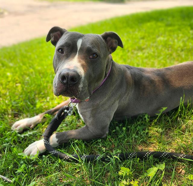 adoptable Dog in Minneapolis, MN named VELVET