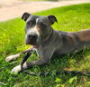 adoptable Dog in minneapolis, MN named VELVET
