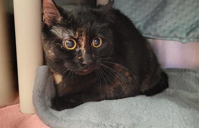 adoptable Cat in Minneapolis, MN named HALEY
