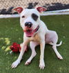 adoptable Dog in  named *DEMI