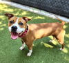 adoptable Dog in , MN named *MADAM MIM