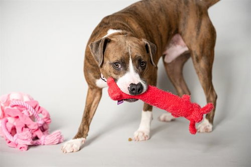 picture of the dog needing adoption