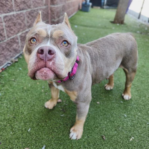 picture of the dog needing adoption