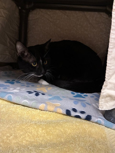 picture of the cat needing adoption