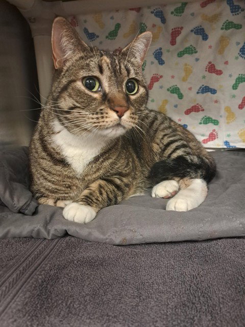 *MAMA LLAMA