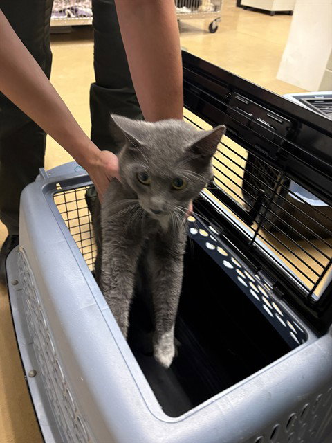 SOCKS, an adoptable Domestic Short Hair in Minneapolis, MN