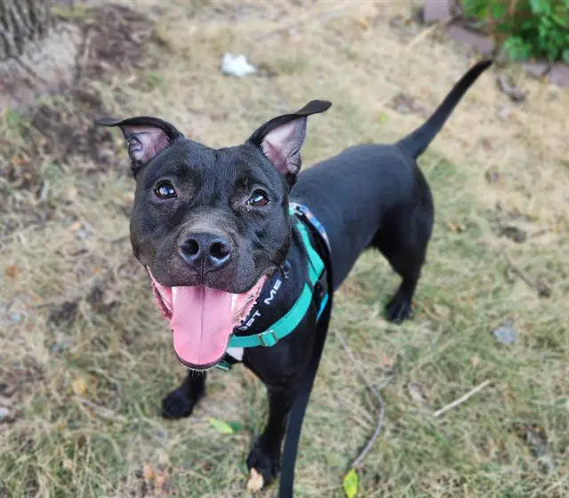 Dreka - Pit Bull Terrier