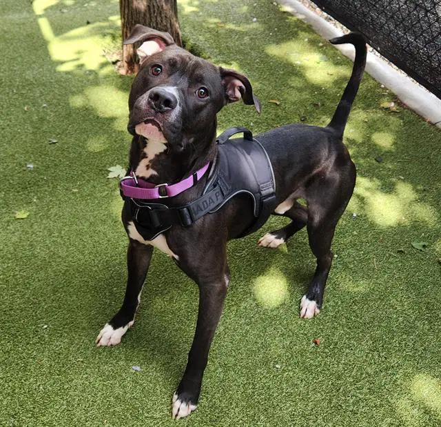 Shadowbandit - Pit Bull Terrier