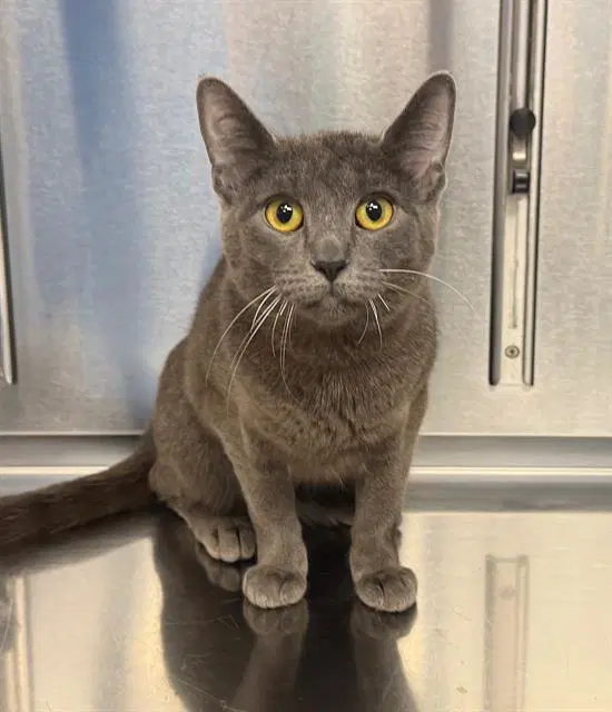 Verity - Domestic Short Hair