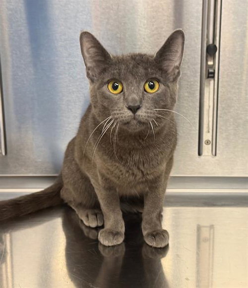 picture of the cat needing adoption