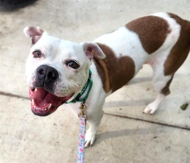 Harlem - Pit Bull Terrier