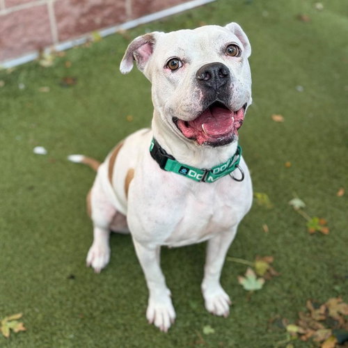 picture of the dog needing adoption