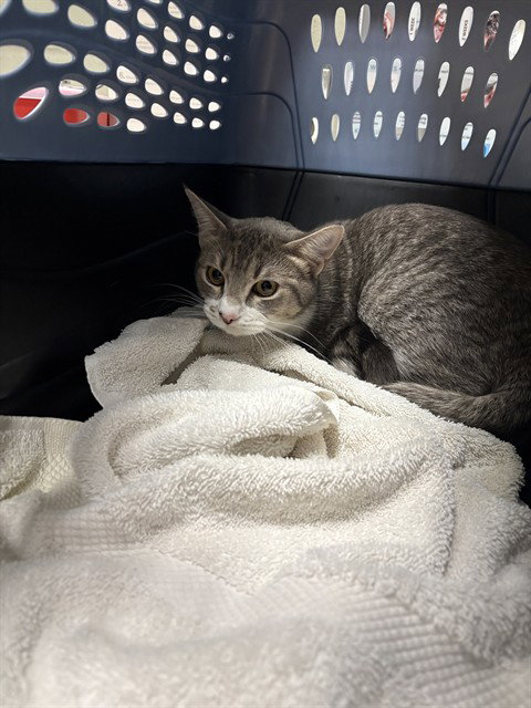 picture of the cat needing adoption