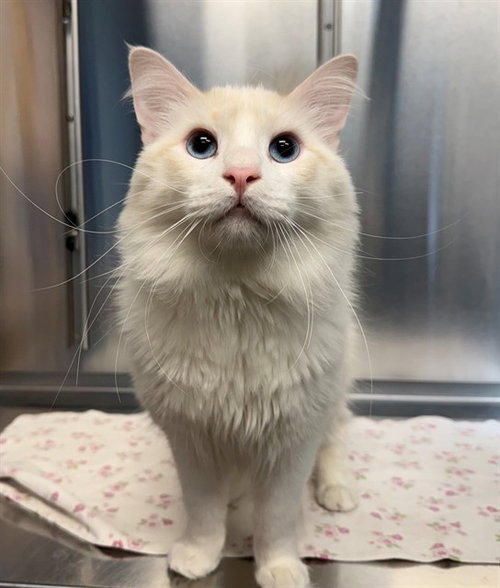 picture of the cat needing adoption