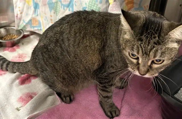 Tess - Domestic Short Hair
