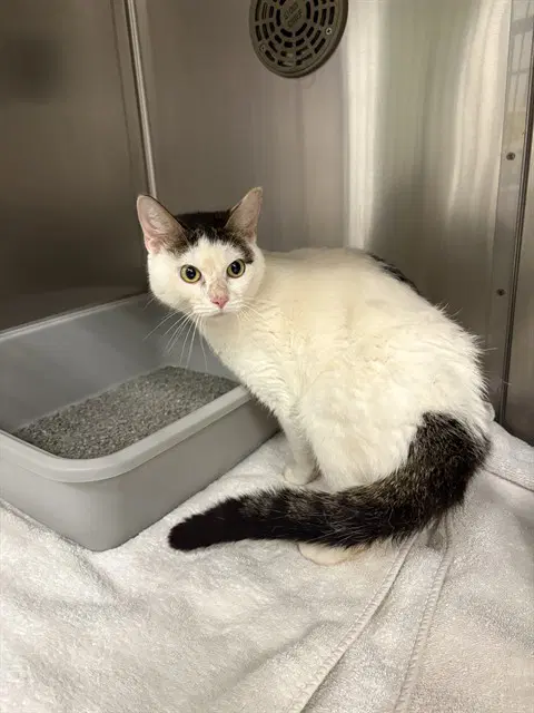 Fiori - Domestic Short Hair