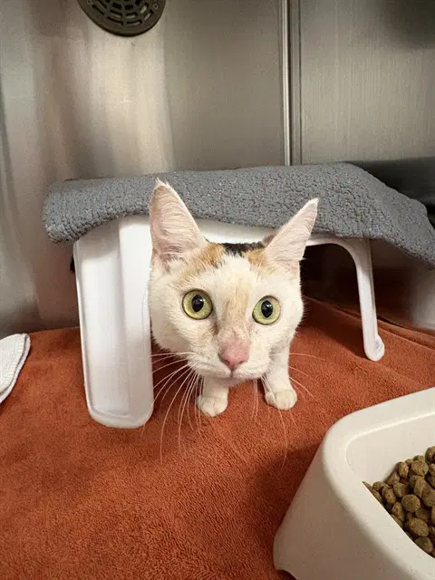 Flora - Domestic Short Hair
