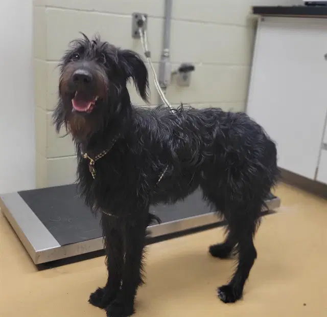 Honeysuckle - Poodle (Standard)