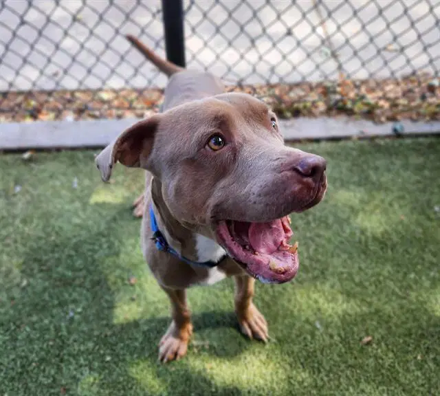 Rory - Pit Bull Terrier